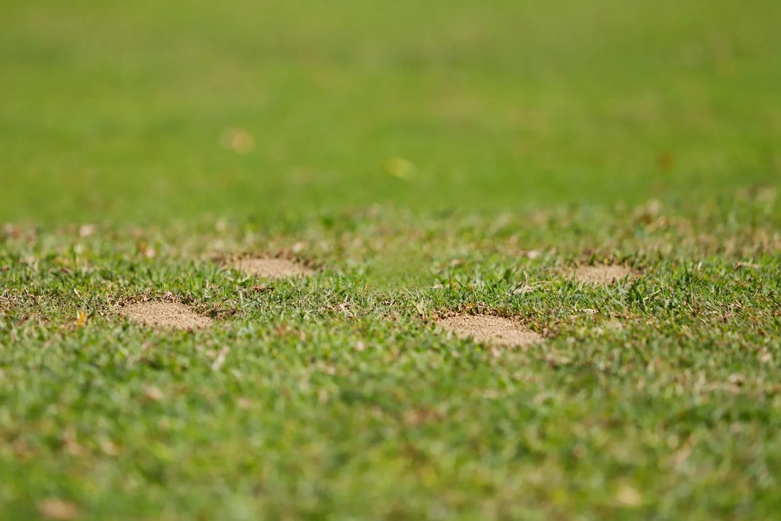 Sand-filled divots in fairway turf